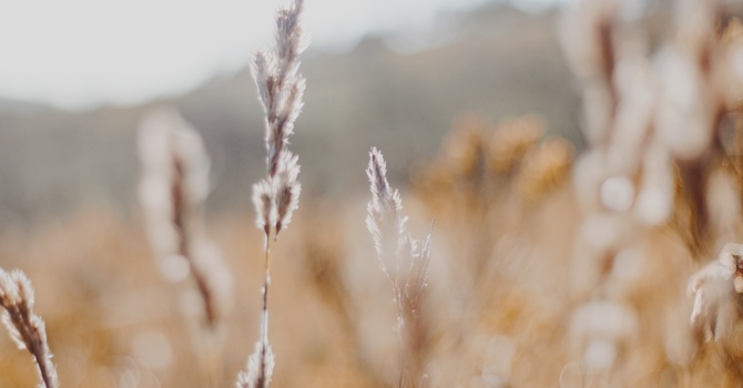 Perinatal Mental Health